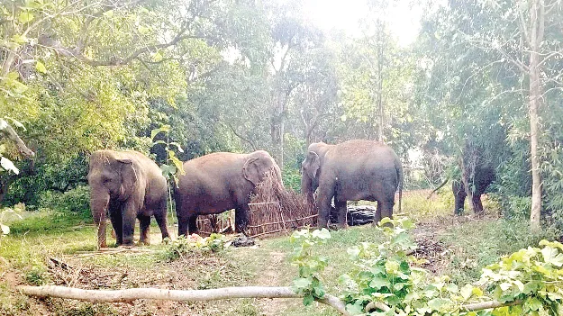 Oh No… Elephants on the Move! బాబోయ్‌  ఏనుగులు