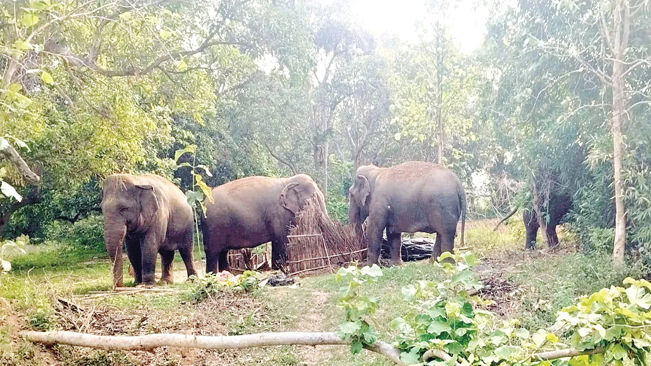 Oh No… Elephants on the Move! బాబోయ్‌  ఏనుగులు