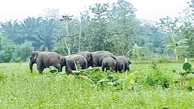  Elephants   గజరాజుల బీభత్సం