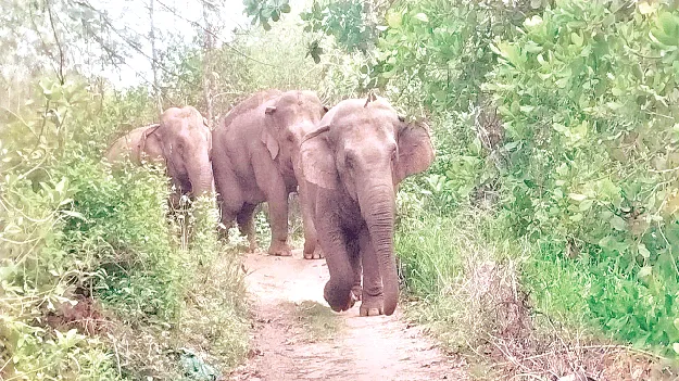  Elephants గజరాజులతో భయం.. భయం!