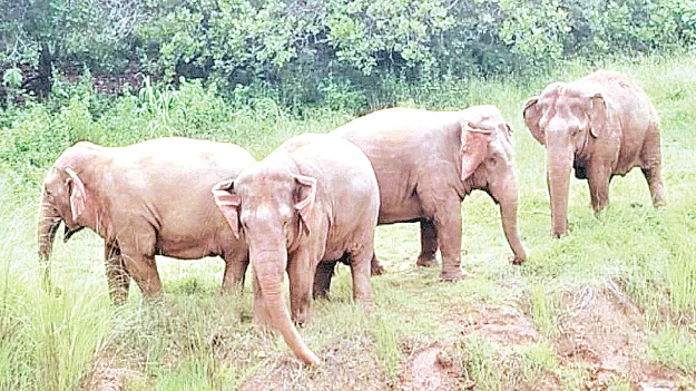  Elephants ఏనుగుల బీభ‌త్సం