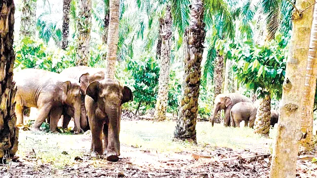  Elephants! బాబోయ్‌.. ఏనుగులు