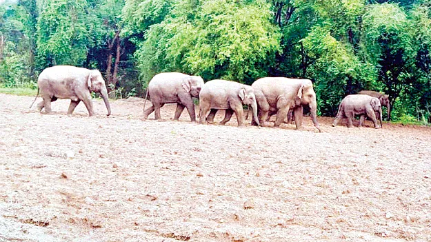  Elephant Movements  ఏనుగుల కదలికలపై ప్రత్యేక నిఘా 