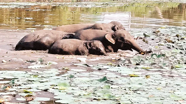 Elephant బాబోయ్‌ ఏనుగులు