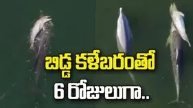 హృదయవిదారక ఘటన.. బిడ్డ కళేబరంతో 6 రోజులుగా.. 