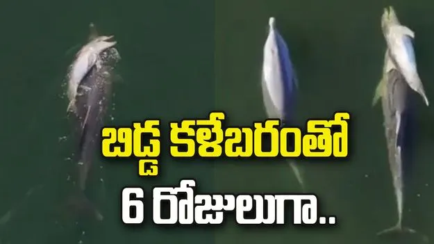 హృదయవిదారక ఘటన.. బిడ్డ కళేబరంతో 6 రోజులుగా.. 