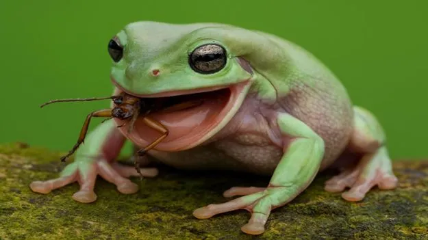 కప్పలు కళ్లతో ఆహారాన్ని మింగుతాయా.. ఈ ఆశ్చర్యకర నిజం తెలుసా.. 