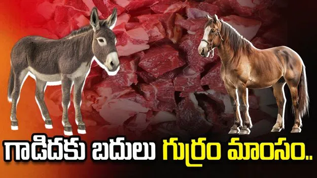 గాడిదకు బదులు గుర్రం మాంసం.. మూడు జిల్లాల్లో సాగుతున్న వ్యాపారం..