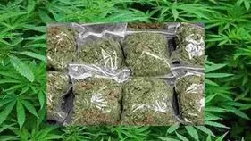 గ్రామాల్లో గంజాయి మత్తు