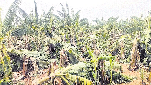 అకాల వర్షం.. అపార నష్టం