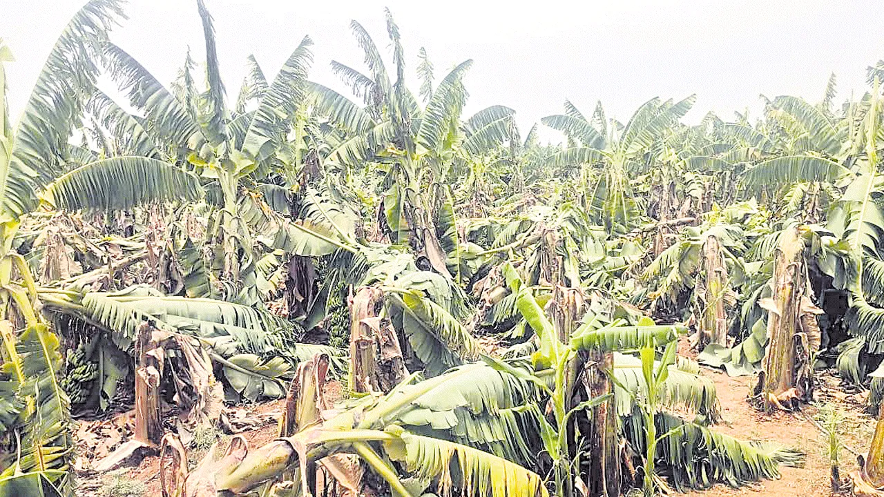 అకాల వర్షం.. అపార నష్టం