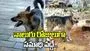 విశ్వాసం అంటే ఇది.. నాలుగు రోజులుగా మహిళ సమాధి దగ్గర వీధి కుక్క..