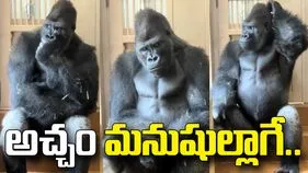 గొరిల్లా ఎక్స్‌ప్రెషన్ చూస్తే మతిపోవాల్సిందే.. అచ్చం మనుషుల్లాగే.. 