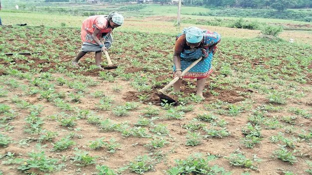 వర్షాభావం నుంచి పంటలను కాపాడుకోండి