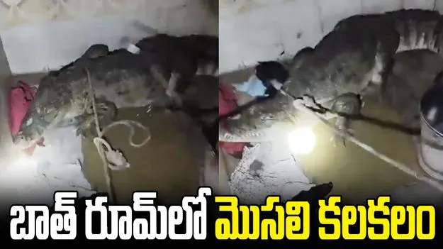 బాత్ రూమ్‌లో ఏడడుగుల మొసలి.. వీడియో చూస్తే షాకవ్వాల్సిందే..