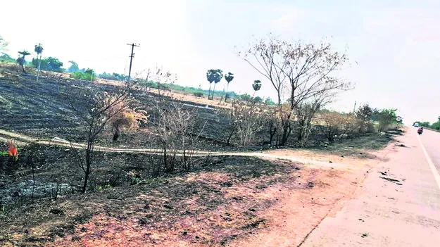 హరితం మాయం