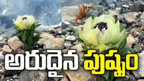 8 ఏళ్లలో ఒక్కసారి కనిపించే హిమాలయ పుష్పం.. వీడియో వైరల్