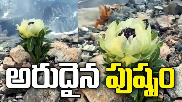 8 ఏళ్లలో ఒక్కసారి కనిపించే హిమాలయ పుష్పం.. వీడియో వైరల్