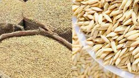 భళా.. ముల్కనూర్‌ సీడ్‌ 