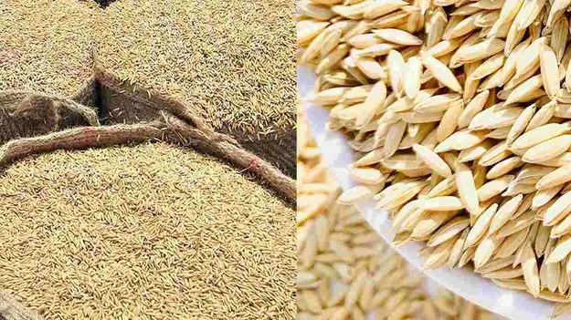 భళా.. ముల్కనూర్‌ సీడ్‌ 