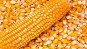 మక్క రైతుకు మంచి రోజులు..