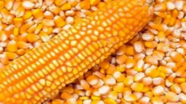 మక్క రైతుకు మంచి రోజులు..