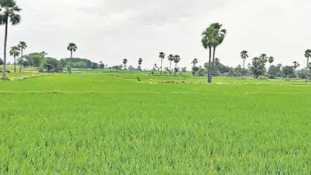 సన్న వరిపై పక్కా లెక్క