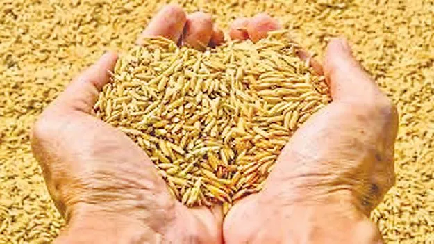  ధాన్యం పండుగ!