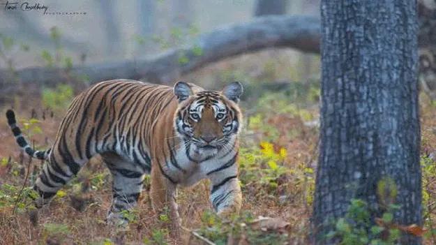 పాపికొండల్లో టైగర్‌ 