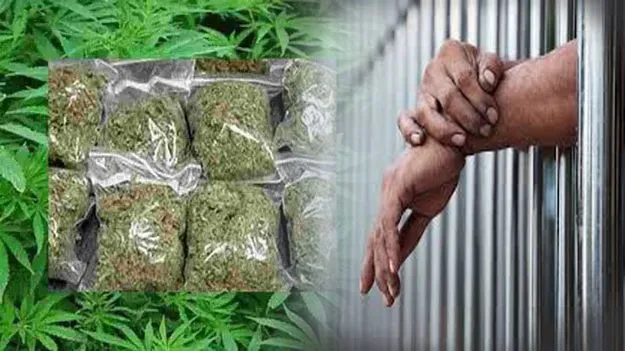 గంజాయి ముద్దాయికి పదేళ్ల జైలు