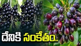 నేరేడు పళ్లు విరగ కాస్తున్నాయి.. ఇది కరువుకు సంకేతమా.. 