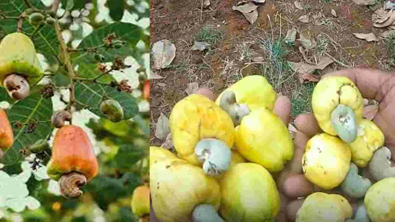 జీడి పంటకు గిట్టుబాటు ధర కల్పించాలి