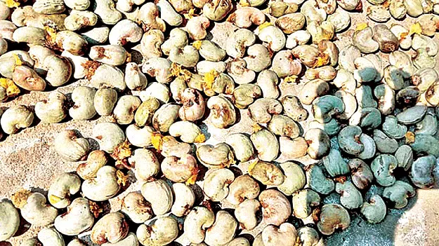     జీడి పిక్కల ధరలు ఢమాల్‌