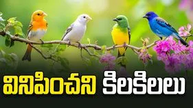 వినిపించని కిలకిలలు