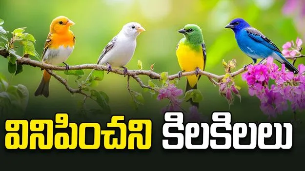 వినిపించని కిలకిలలు