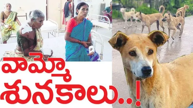 వామ్మో శునకాలు..!