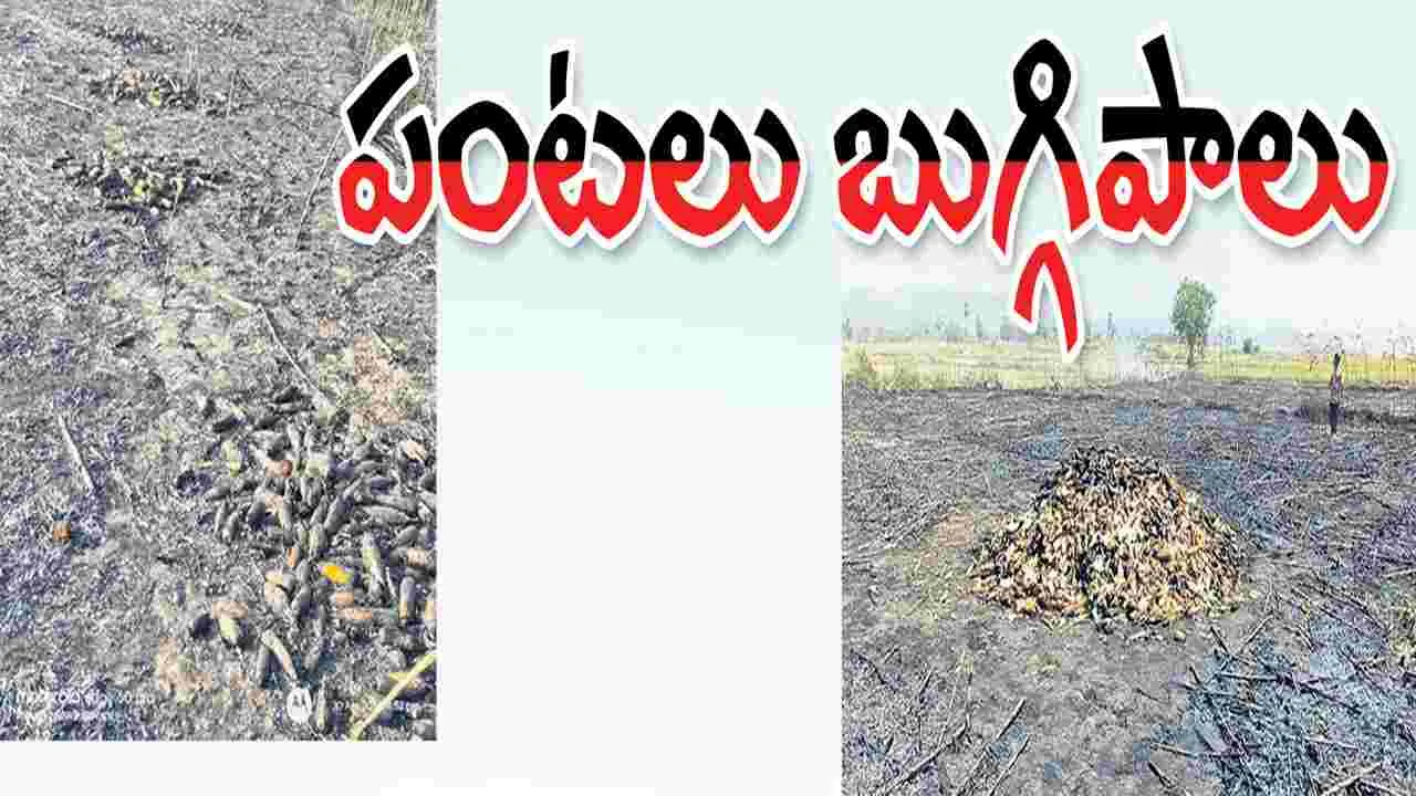 Jagitiala :  పంటలు బుగ్గిపాలు