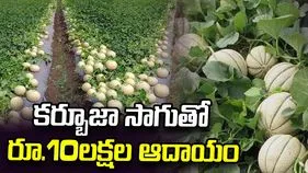 కర్బూజా సాగుతో రూ.10లక్షల ఆదాయం