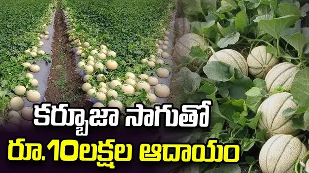 కర్బూజా సాగుతో రూ.10లక్షల ఆదాయం