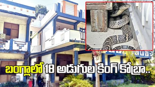 ఐటీడీఏ పీవో బంగ్లాలో 18 అడుగుల కింగ్‌కోబ్రా..  