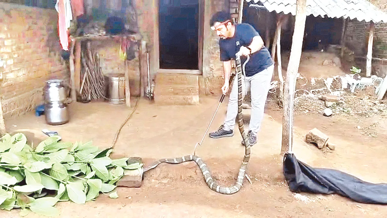 King Cobra    కింగ్‌కోబ్రా కలకలం