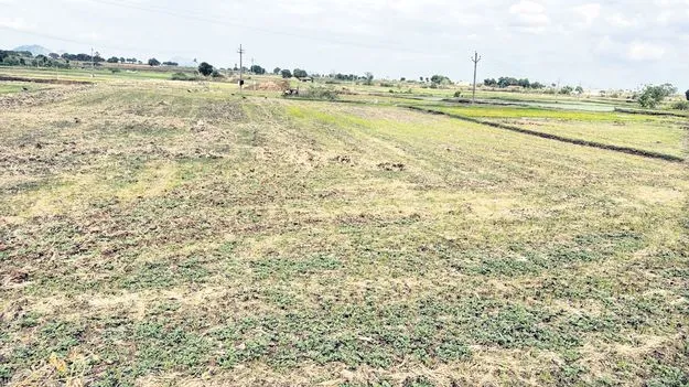 ఖరీఫ్‌పై ఎల్‌నినో దెబ్బ