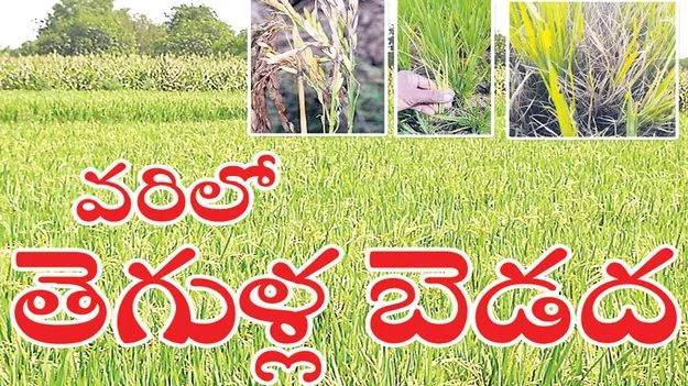 వరిలో తెగుళ్ల బెడద