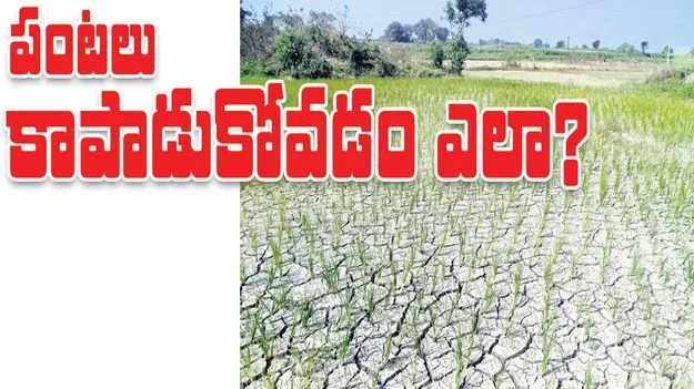 పంటలు కాపాడుకోవడం ఎలా?