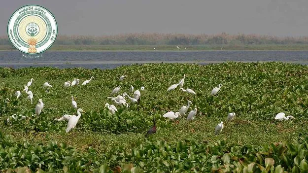 కొల్లేరు అభయారణ్యం సరిహద్దుల హేతుబద్ధీకరణపై కేంద్రానికి ఏపీ లేఖ