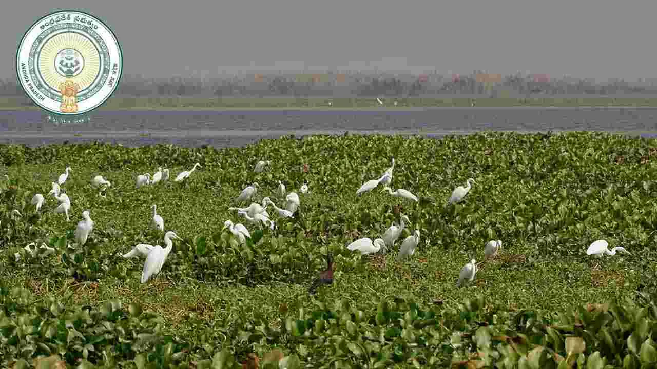 కొల్లేరు అభయారణ్యం సరిహద్దుల హేతుబద్ధీకరణపై కేంద్రానికి ఏపీ లేఖ