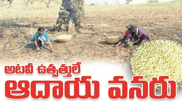 kumaram bheem asifabad- అటవీ ఉత్పత్తులే ఆదాయ వనరు 