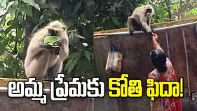 అమ్మ ప్రేమ అట్లుంటది మరి! కోతికి సబ్బు బదులు బంగాళదుంప ఇచ్చి బుజ్జగించిన మహిళ! 