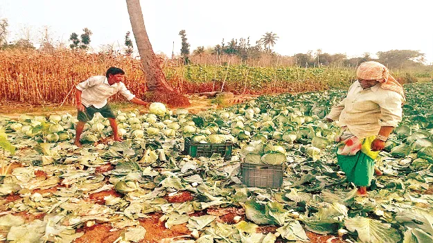 Just ₹5 per Kilogram..!   కిలో ఐదు రూపాయ‌లే..