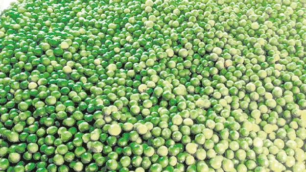 రికార్డుస్థాయికి నిమ్మ ధరలు 